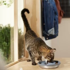 Frisco Silicone Stainless Paw Steel Slow Feeder Dog & Cat Bowl -Pet Supplies Shop 331528 PT3. AC SS1800 V1657656874