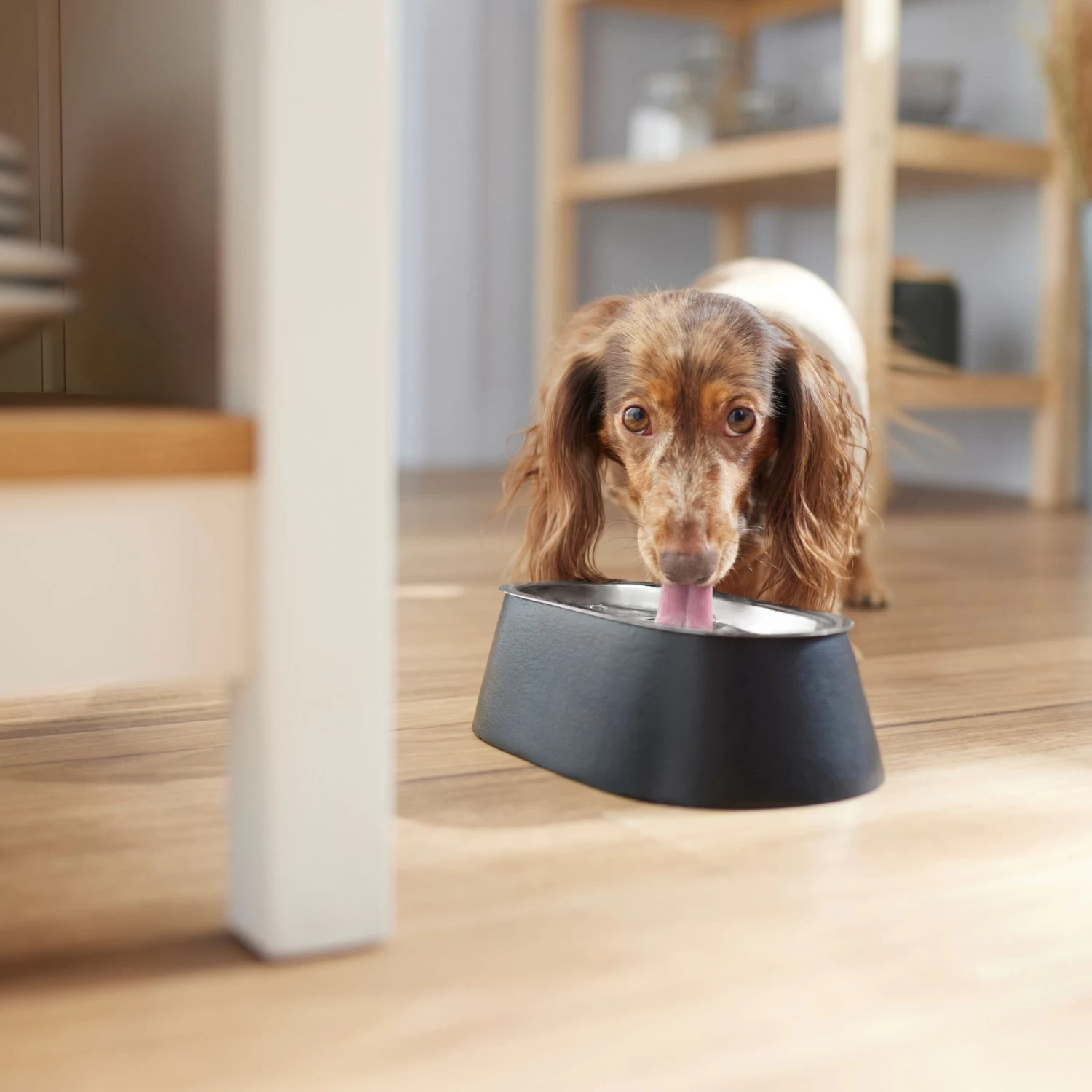 Frisco Long Eared Breed Stainless Steel Dog Bowl, Black, 2 Cup Frisco Long Eared Breed Stainless Steel Dog Bowl, Black, 2 Cup -Pet Supplies Shop 331530 PT2. AC SS1800 V1657656874