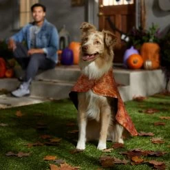 Frisco Spider Webbed Dog & Cat Costume Cape 4 Frisco Spider Webbed Dog & Cat Costume Cape -Pet Supplies Shop 334972 PT6. AC SS1800 V1657729812