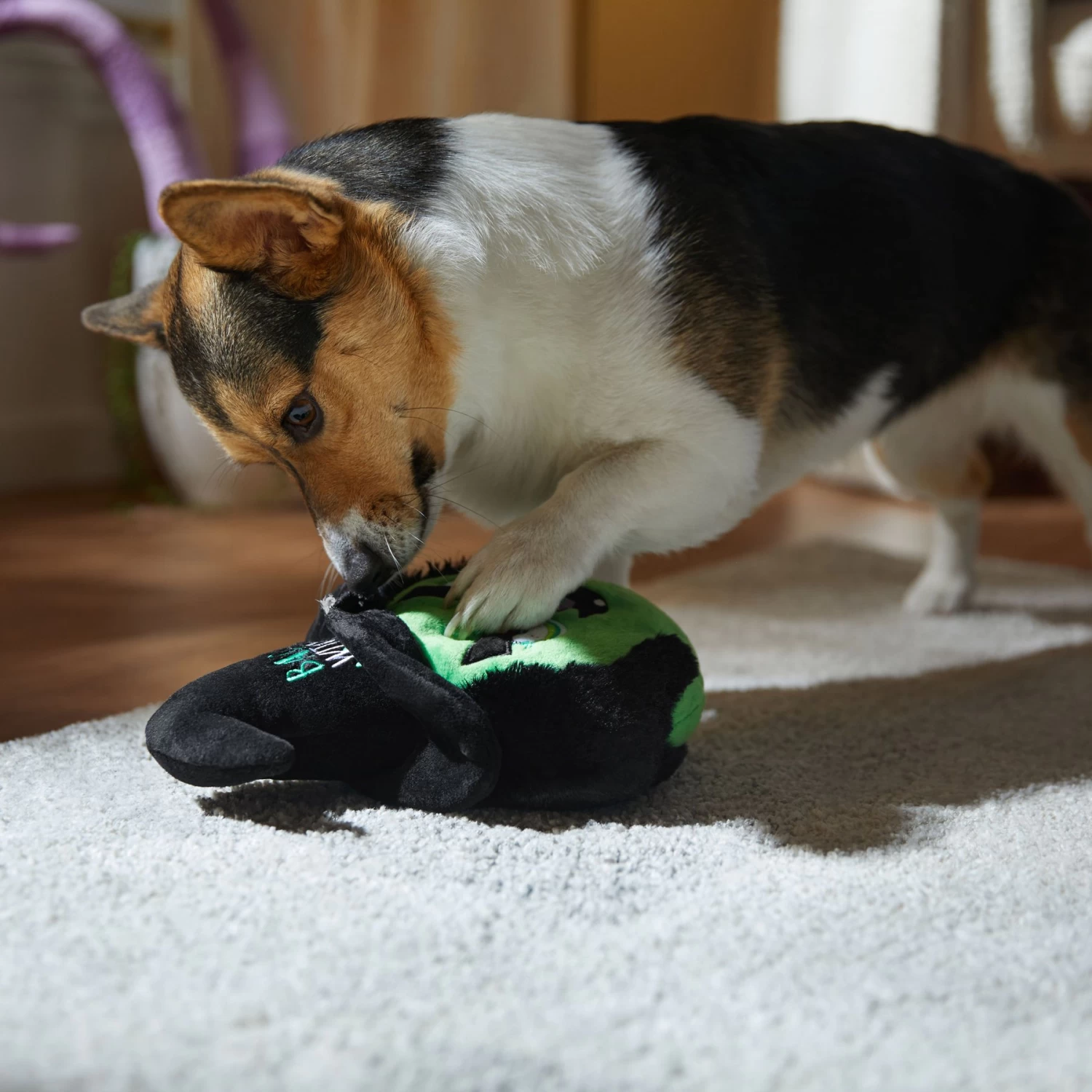 Frisco Halloween Bad Witch Round Plush Squeaky Dog Toy Frisco Halloween Bad Witch Round Plush Squeaky Dog Toy -Pet Supplies Shop 344006 PT3. AC SS1800 V1657657029