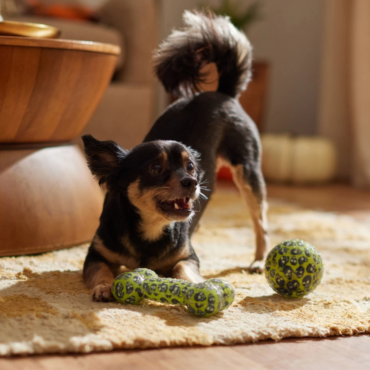 Frisco Halloween Glow in the Dark TPR Squeaky Bone & Ball Dog Toy Frisco Halloween Glow In The Dark TPR Squeaky Bone & Ball Dog Toy -Pet Supplies Shop 344130 PT3. AC SS1800 V1657657042