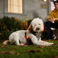 Frisco Halloween Over-The-Head Reflective Bat Wing Vest Harness -Pet Supplies Shop 347515 PT7. AC SS1800 V1657657091