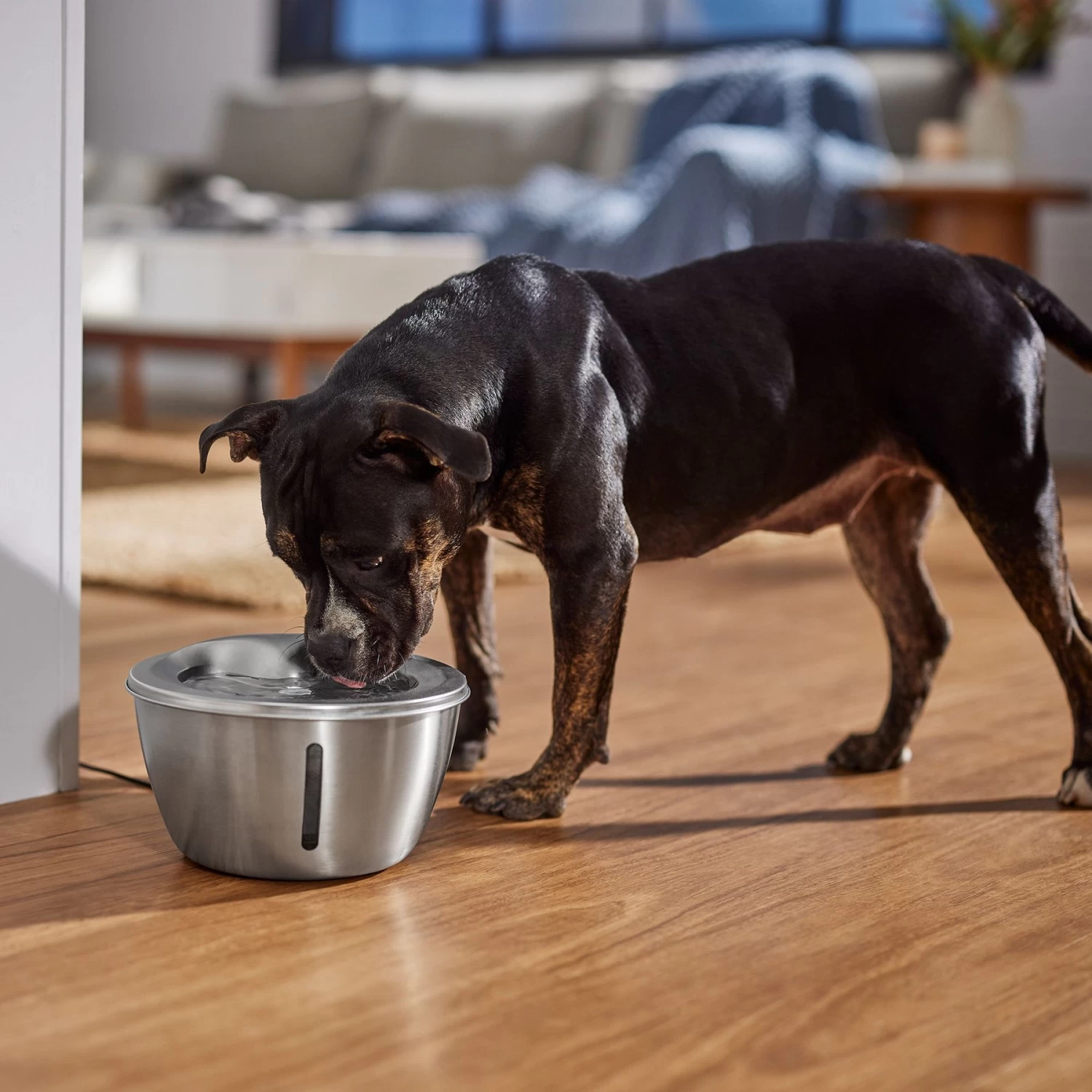 Frisco Stainless Steel Heart Dog & Cat Fountain Frisco Stainless Steel Heart Dog & Cat Fountain -Pet Supplies Shop 355816 PT5. AC SS1800 V1665684540