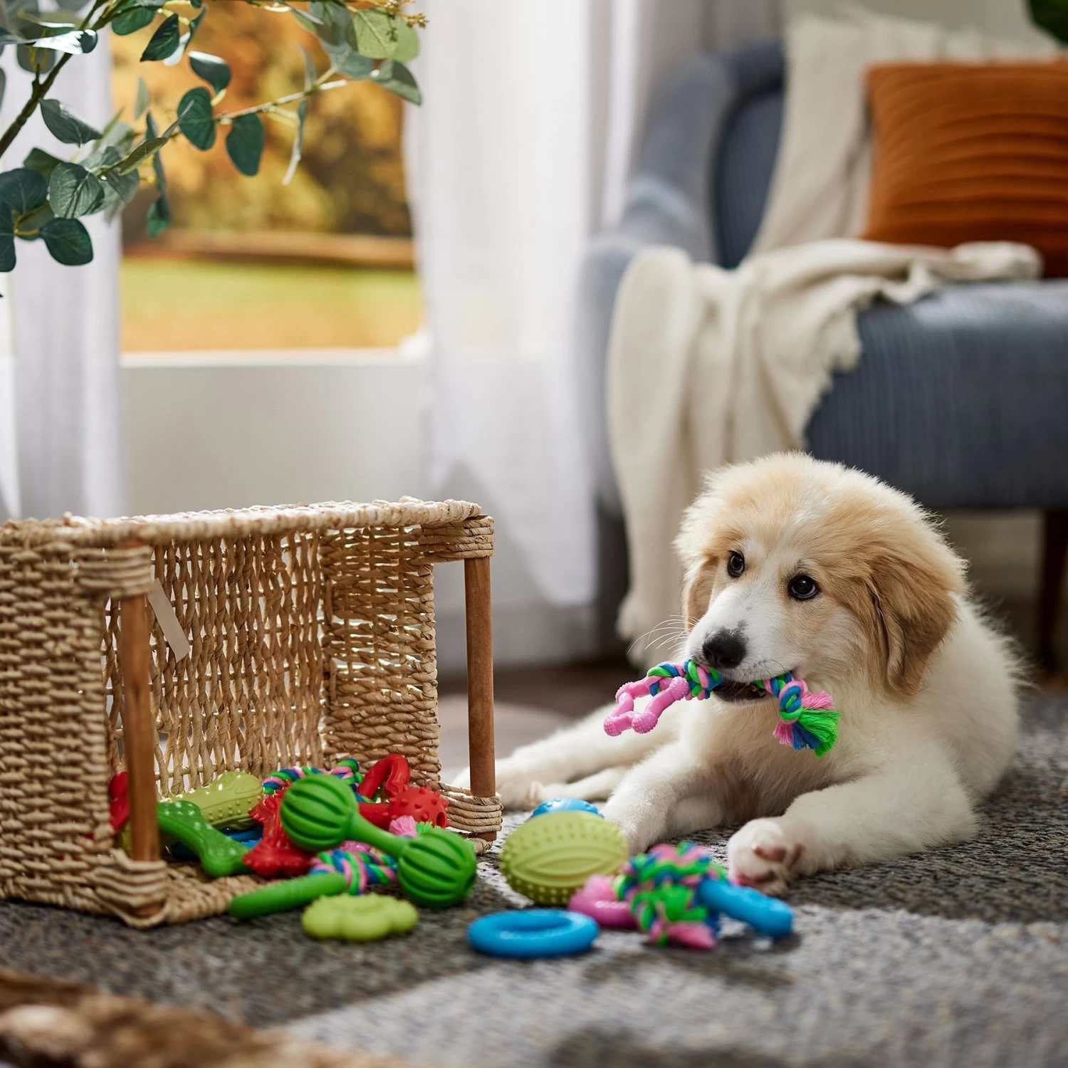 Frisco Small Breed Puppies Rope & TPR Variety Pack Puppy Toy Frisco Small Breed Puppies Rope & TPR Variety Pack Puppy Toy -Pet Supplies Shop 358552 PT4. AC SS1800 V1669908588