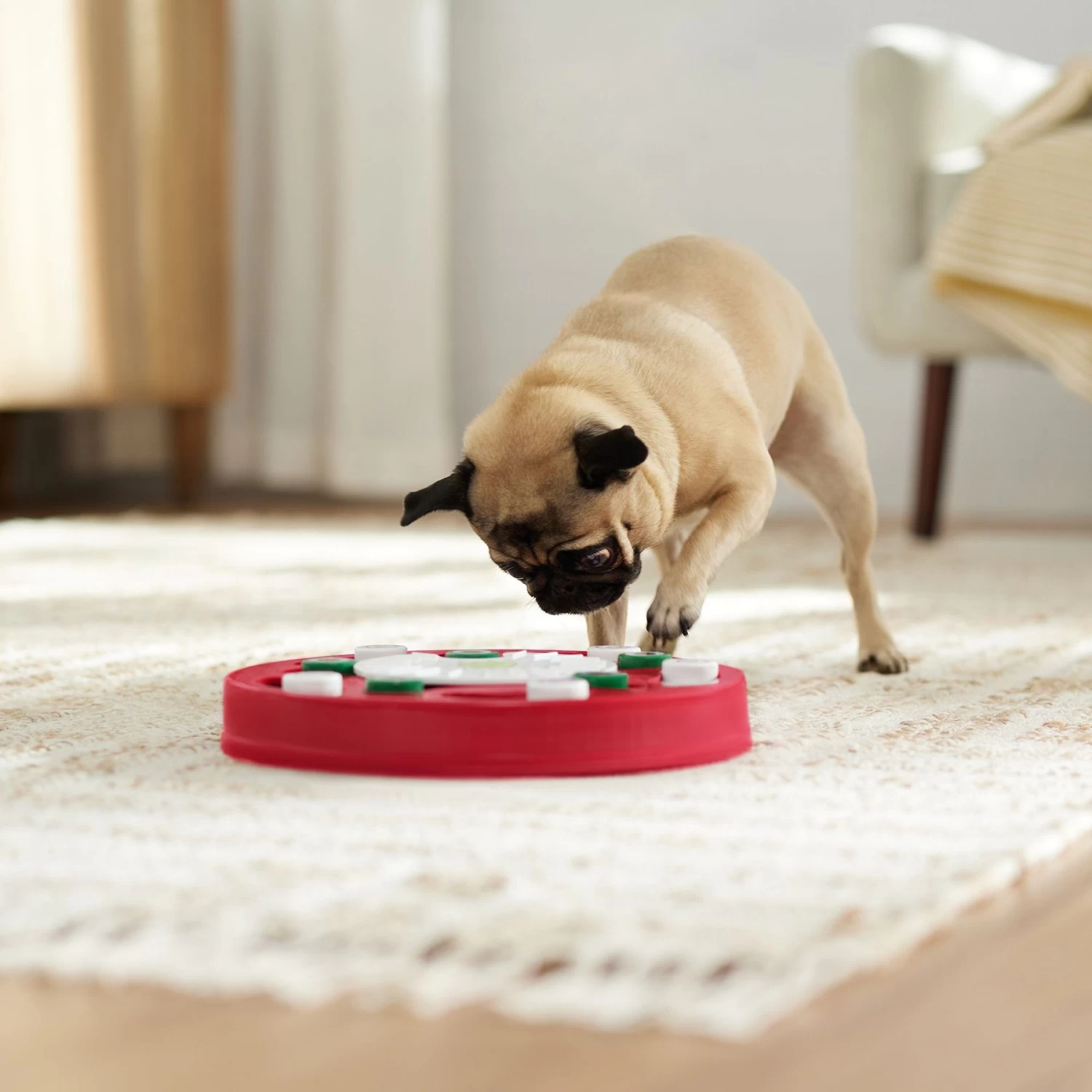 Frisco Bento Interactive Puzzle Dog Toy, Moderate Frisco Bento Interactive Puzzle Dog Toy, Moderate -Pet Supplies Shop 506226 PT5. AC SS1800 V1674664929