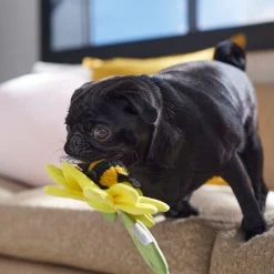 Frisco Spring Sunflower Plush Squeaky Dog Toy -Pet Supplies Shop 546766 PT4. AC SS1800 V1702500565