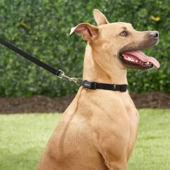 Frisco Solid Nylon Dog Leash + 4 Items -Pet Supplies Shop 623766 PT4. AC SS1800 V1662743050