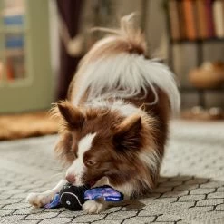 Frisco Halloween Bat Fetch Squeaky Tennis Ball Dog Toy -Pet Supplies Shop 668278 PT3. AC SS1800 V1689350166