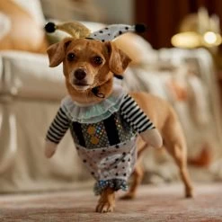 Frisco Front Walking Glitter Clown Dog & Cat Costume -Pet Supplies Shop 707542 PT7. AC SS1800 V1689278717