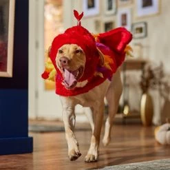Frisco Flying Phoenix Dog & Cat Costume -Pet Supplies Shop 708150 PT7. AC SS1800 V1689343869