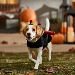 Frisco Glittered Ladybug Dog & Cat Costume -Pet Supplies Shop 708254 PT7. AC SS1800 V1689354959