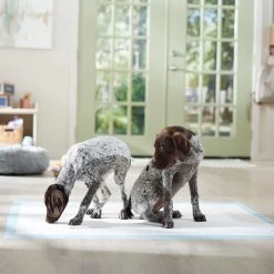 Frisco Mega Non-Skid Ultra Premium Dog Training & Potty Pads -Pet Supplies Shop 793822 PT6. AC SS1800 V1683033862