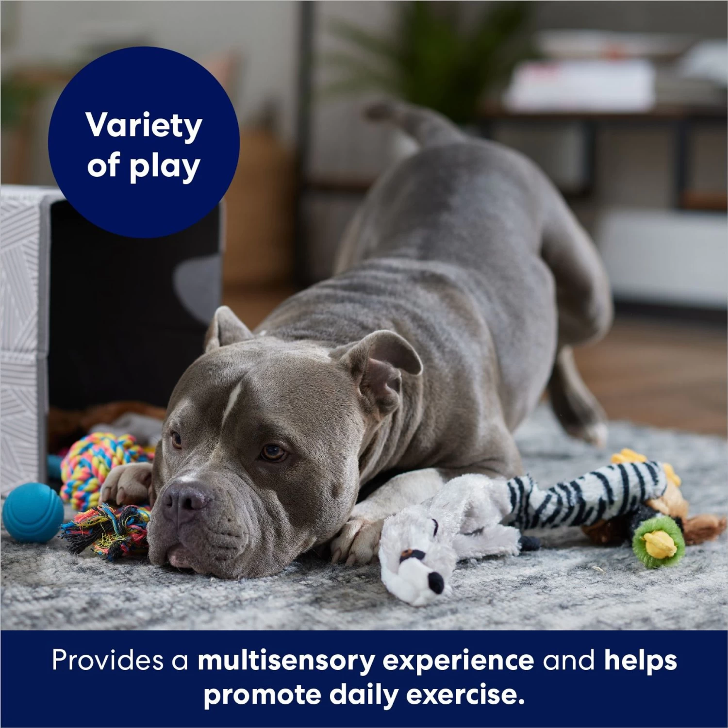 Frisco Forest Friends Plush, Rope & TPR Variety Pack Dog Toy Frisco Forest Friends Plush, Rope & TPR Variety Pack Dog Toy -Pet Supplies Shop 843534 PT3. AC SS1800 V1693411070