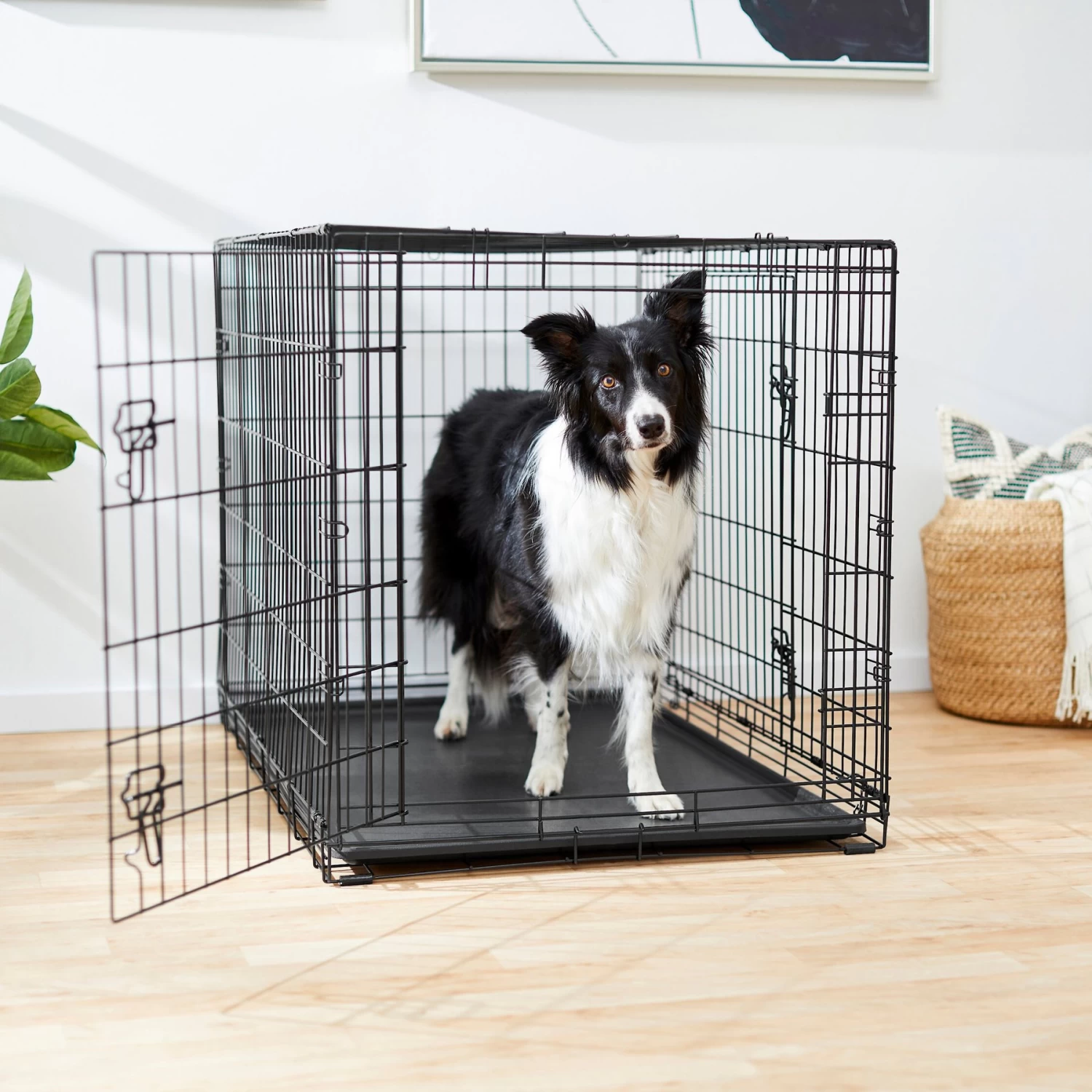 Frisco Fold & Carry Double Door Collapsible Wire Dog Crate Frisco Fold & Carry Double Door Collapsible Wire Dog Crate -Pet Supplies Shop 88789 MAIN. AC SS1800 V1623171761